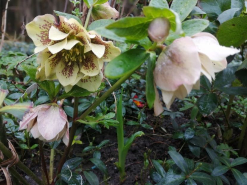  - Spânz helleborus 2020