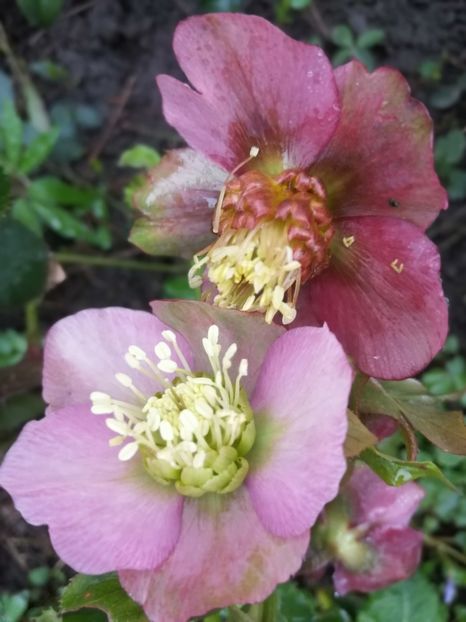  - Spânz helleborus 2020