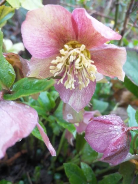  - Spânz helleborus 2020