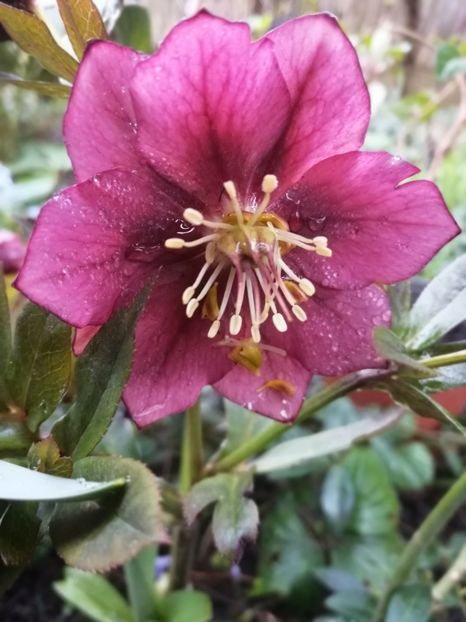  - Spânz helleborus 2020