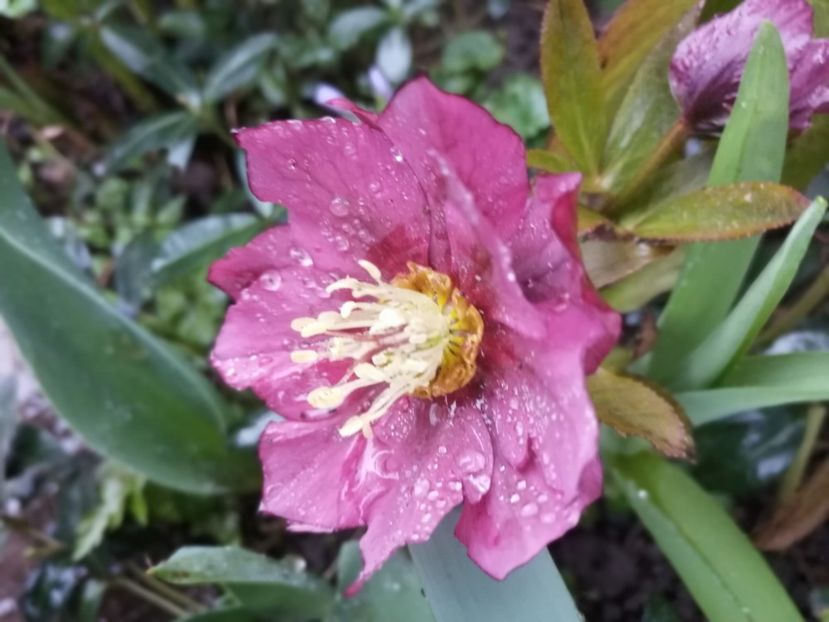  - Spânz helleborus 2020