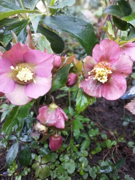  - Spânz helleborus 2020
