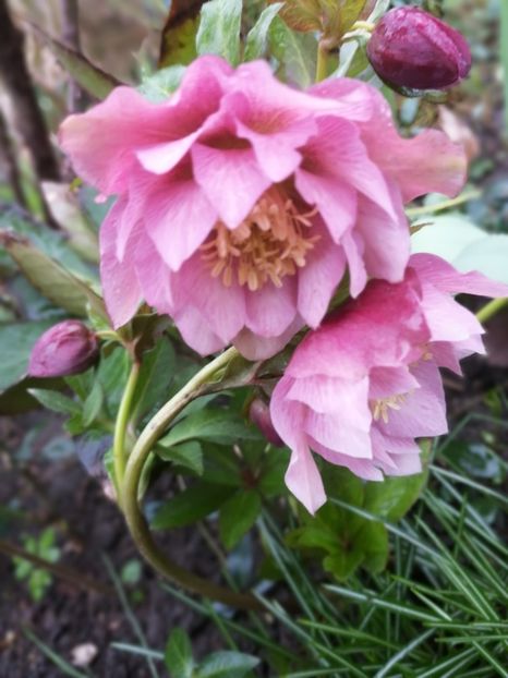  - Spânz helleborus 2020