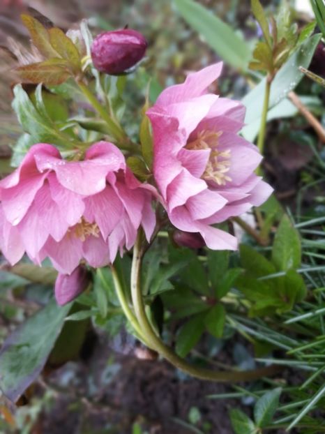  - Spânz helleborus 2020