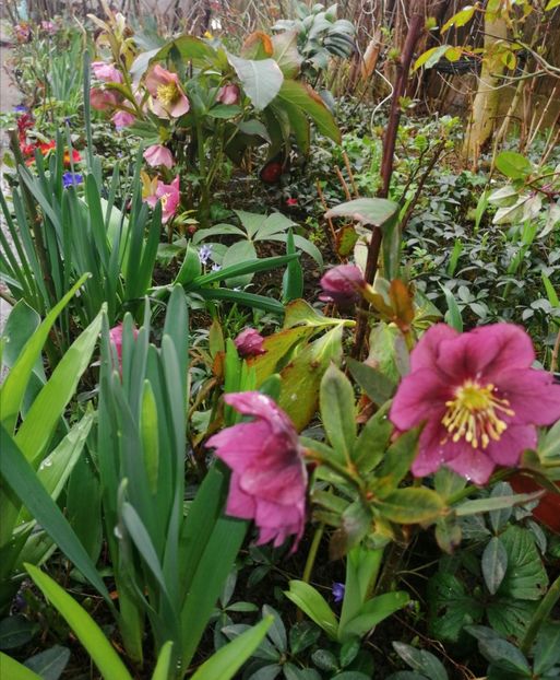  - Spânz helleborus 2020
