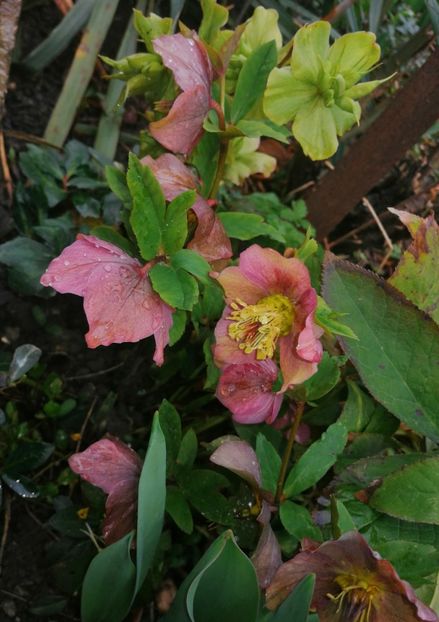 - Spânz helleborus 2020