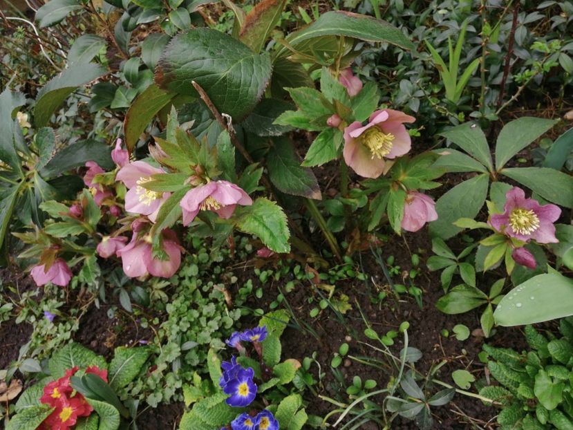  - Spânz helleborus 2020