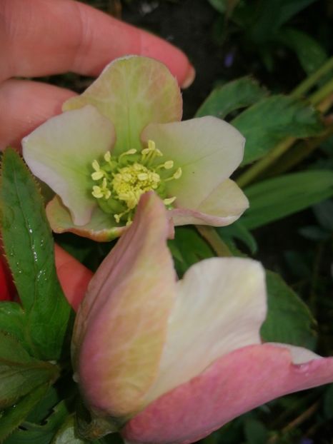  - Spânz helleborus 2020