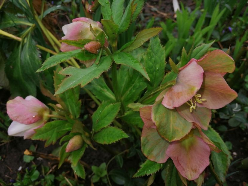  - Spânz helleborus 2020