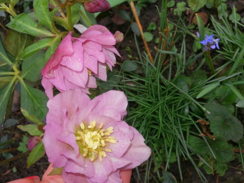  - Spânz helleborus 2020