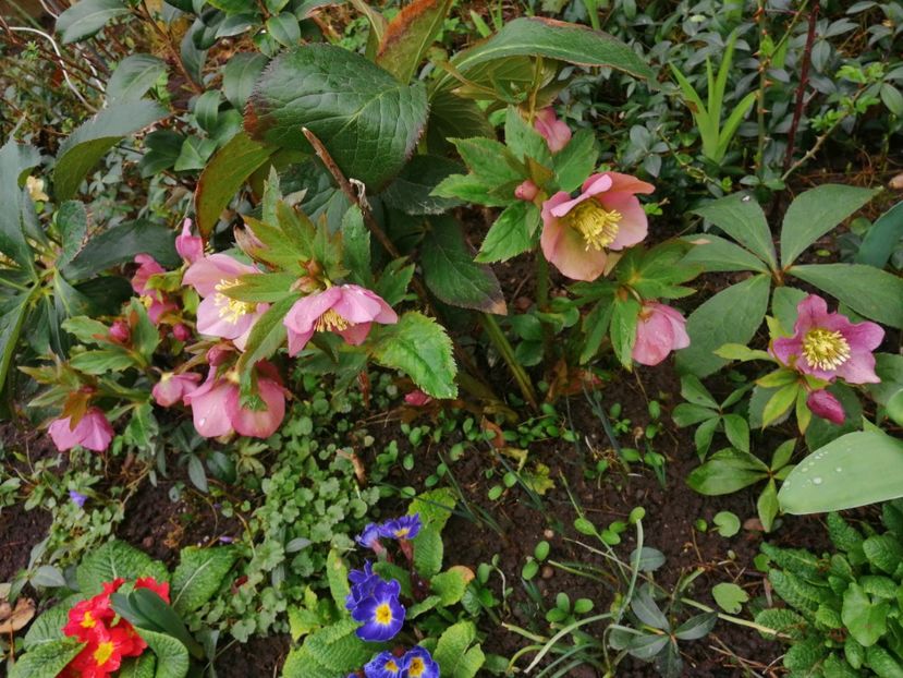 - Spânz helleborus 2020