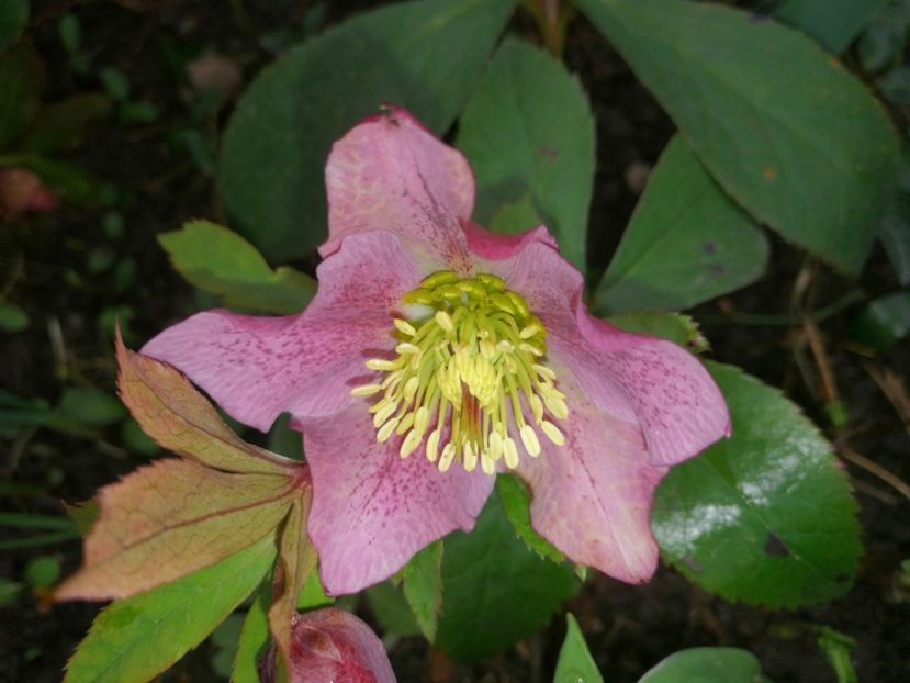  - Spânz helleborus 2020