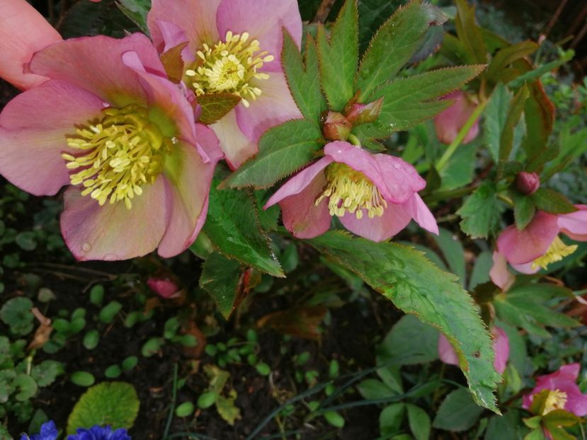  - Spânz helleborus 2020
