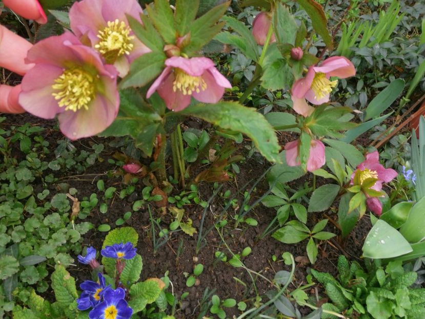  - Spânz helleborus 2020