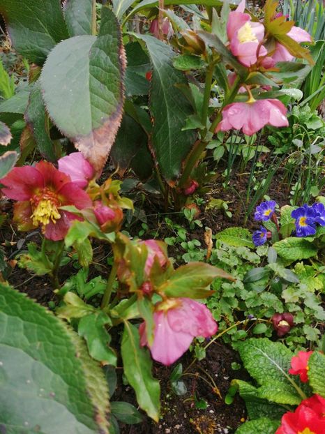  - Spânz helleborus 2020