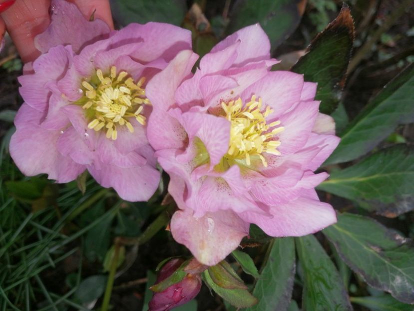  - Spânz helleborus 2020
