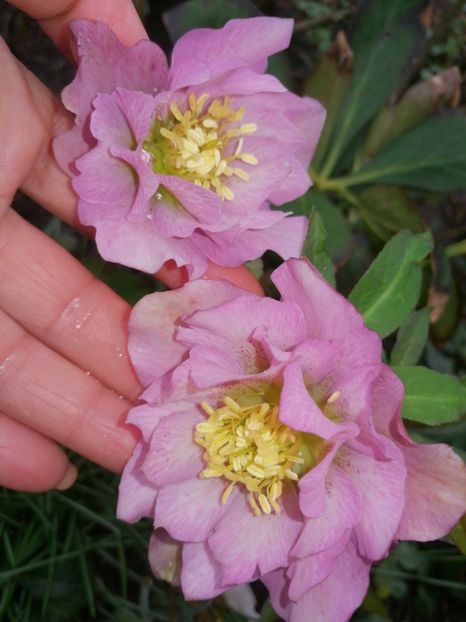 - Spânz helleborus 2020