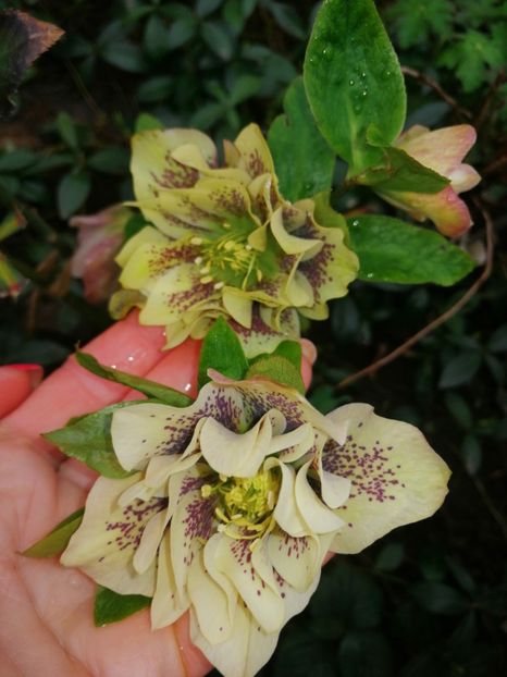  - Spânz helleborus 2020