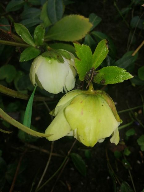  - Spânz helleborus 2020