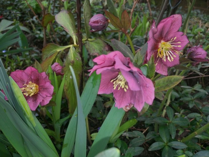  - Spânz helleborus 2020