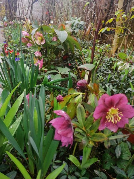  - Spânz helleborus 2020