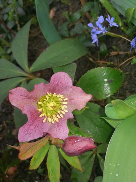  - Spânz helleborus 2020