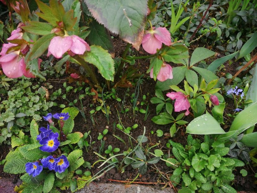  - Spânz helleborus 2020