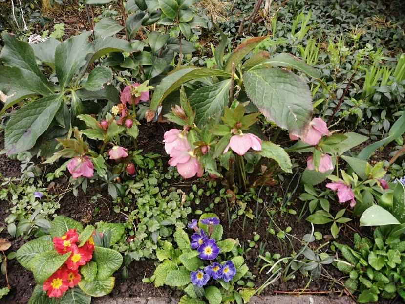  - Spânz helleborus 2020