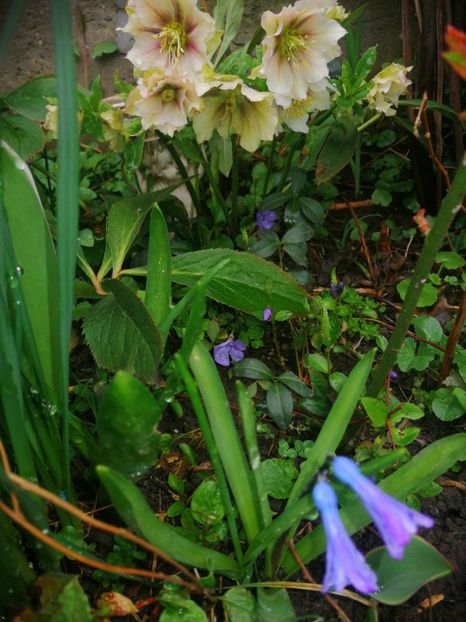  - Spânz helleborus 2020