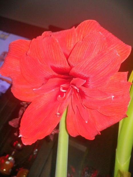  - Hippeastrum 20-23