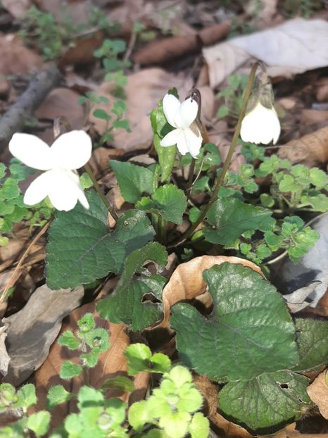  - La țară în martie 2020