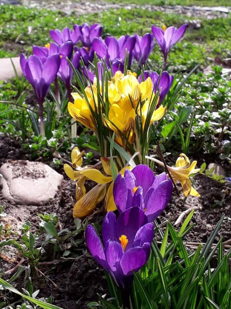 10.03.alt rand de branduse - 1-primavara 2020