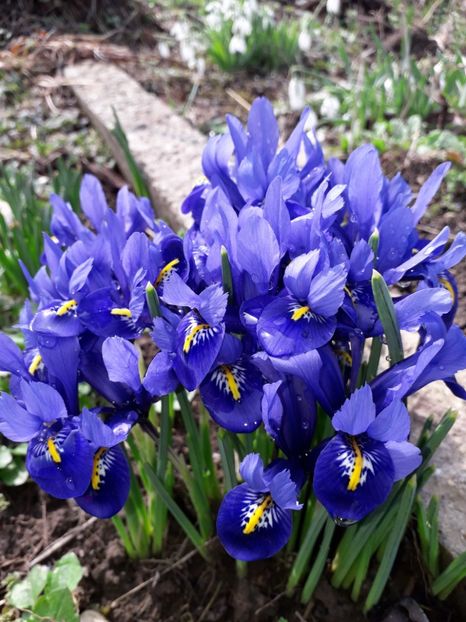 10.03 ultimii infloriti - 1-primavara 2020