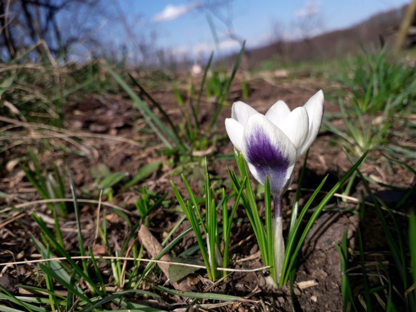10.03 cartita a mai lasat câteva branduse ici si colo - 1-primavara 2020