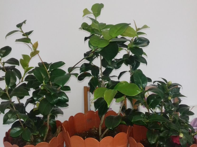  - flori interior