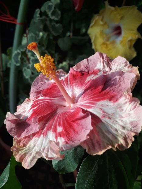  - Asia Rosette Nebula