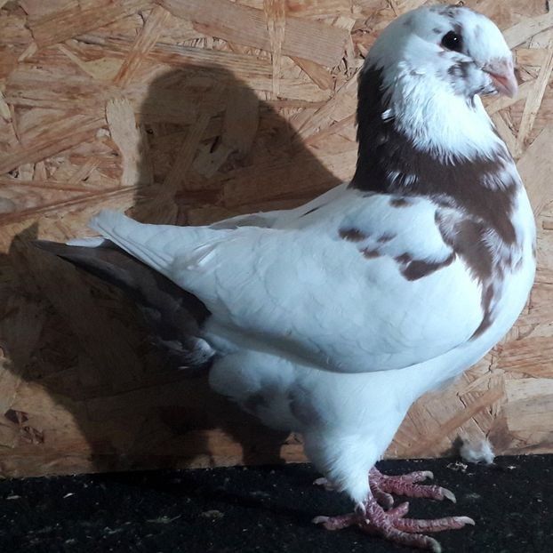  - 3---AGH DAȚI 2019 - 2025