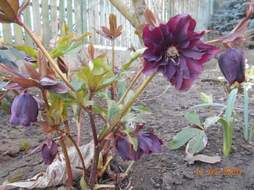  - 1Azalee-rhododendroni-heleborusi-hortensii-hoste 2020