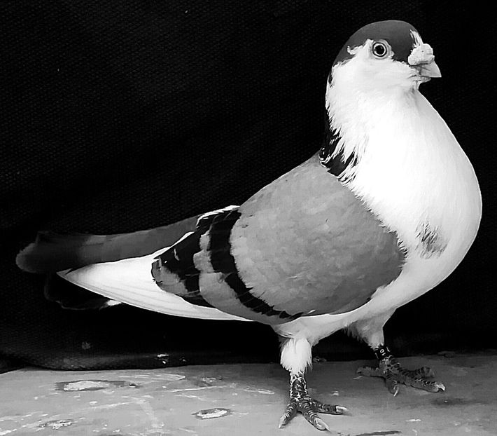  - Rase linii și varietati