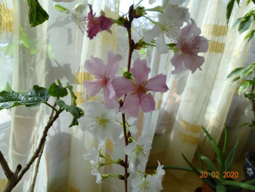 prunus nipponica Brillant - Copacei si arbusti 2020