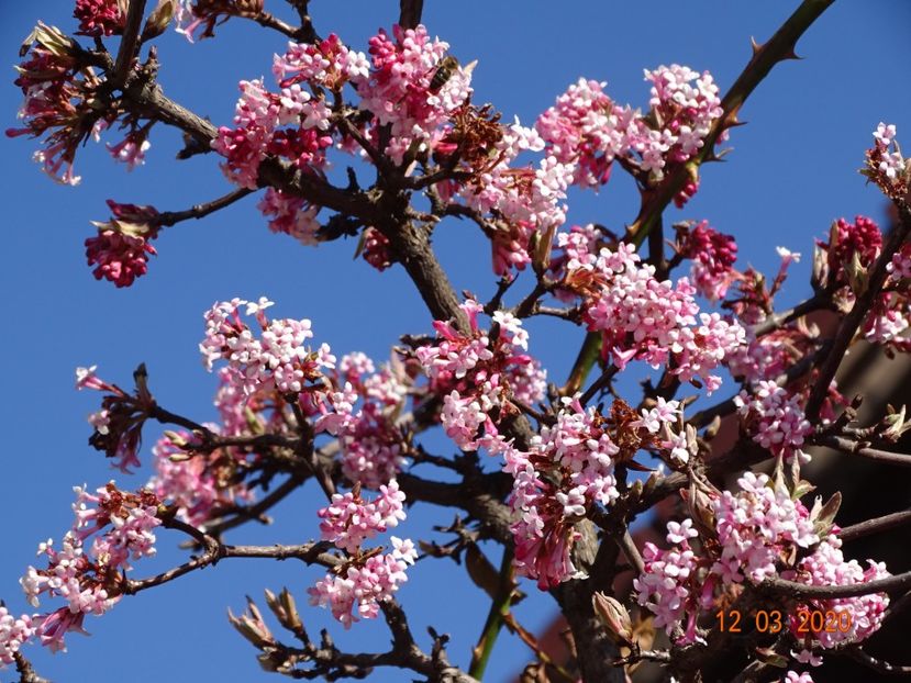 viburnum bodnantense Dawn - Copacei si arbusti 2020