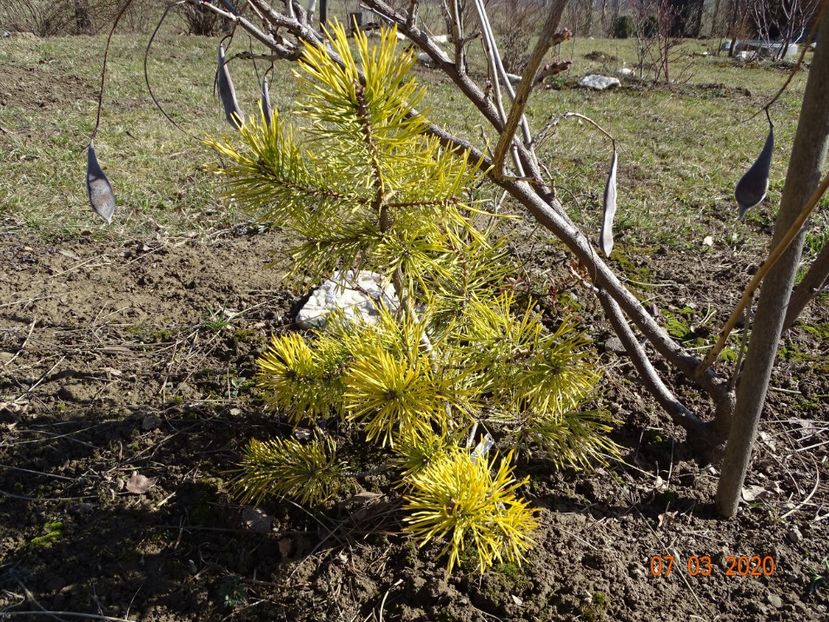 pinus sylvestris Aurea - z-Dobarland 2020