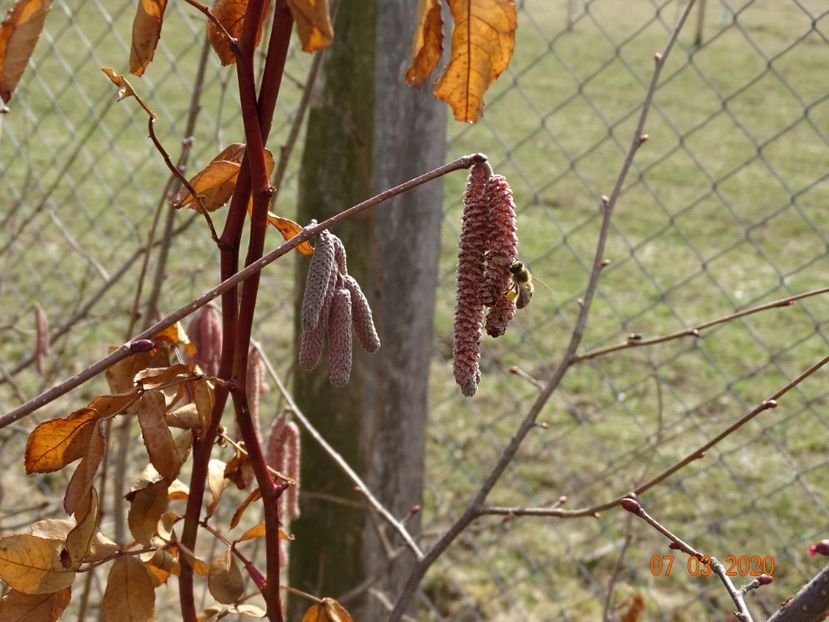 corylus Maxima Purpurea - z-Dobarland 2020