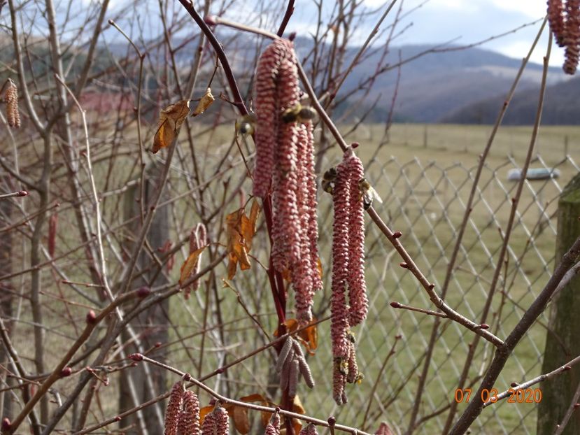 corylus Maxima Purpurea - z-Dobarland 2020