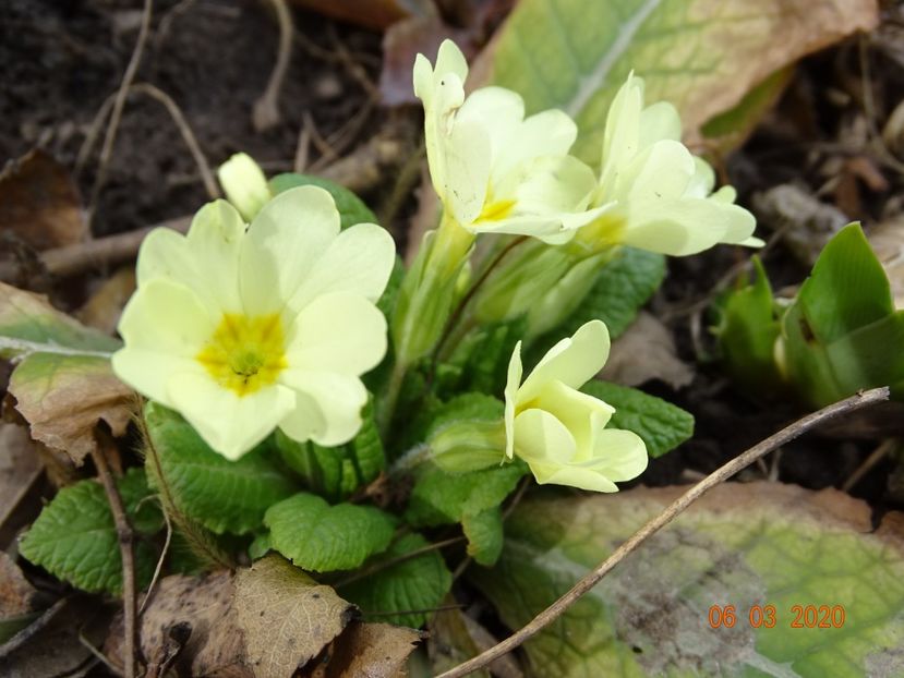 primula vulgaris - Primule 2020