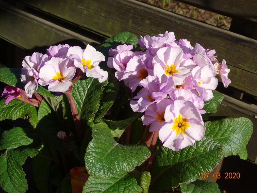 primula elatior Gold Nugget - Primule 2020
