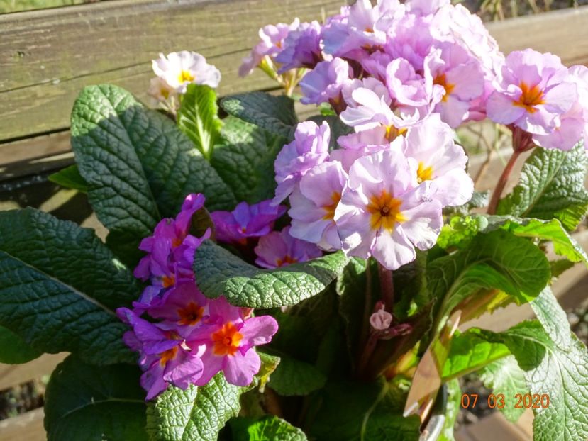 primula elatior Gold Nugget - Primule 2020