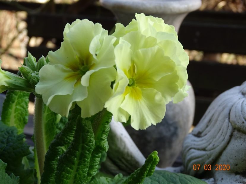 primula elatior Sibel Lime - Primule 2020