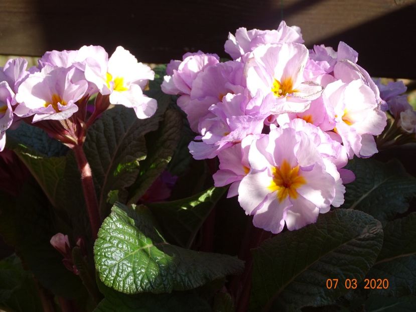 primula elatior Gold Nugget - Primule 2020