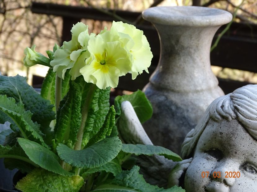 primula elatior Sibel Lime - Primule 2020